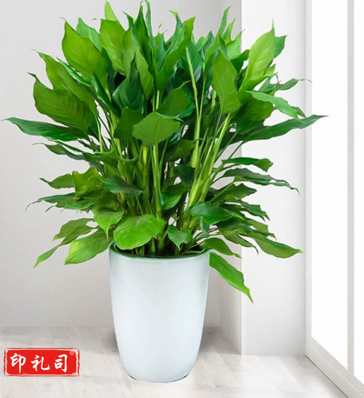 绿植 花卉 TJHX05151751577378