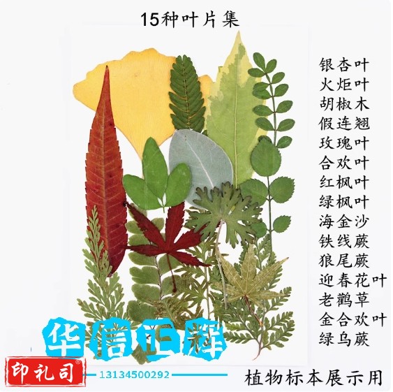 干叶片干树叶合集 15种真树叶贴画植物标本 学生手工书签台灯相框  乳白色 15种干叶片合集