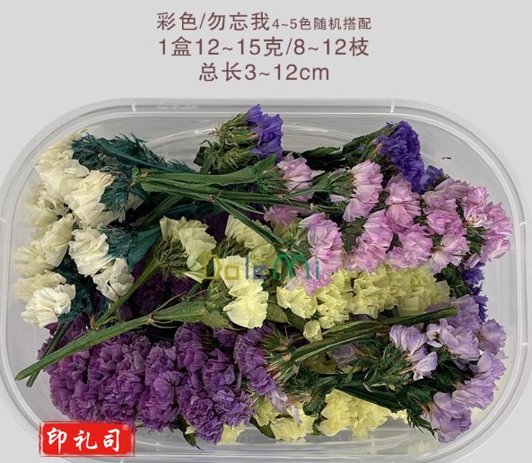 勿忘我干花diy盒装花材 彩色勿忘我/盒