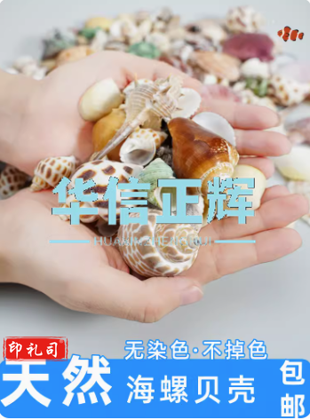 鱼缸天然贝壳海螺海星创意造景珊瑚卷贝鱼水族箱寄居蟹装饰品套餐  天然中号海螺贝壳半斤 HXZH0829113300424