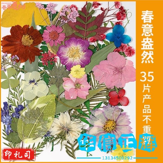 开学季手工DIY材料书签真干花押压花植物花卉幼儿园标本摆件装饰  【春意盎然】干花包35片