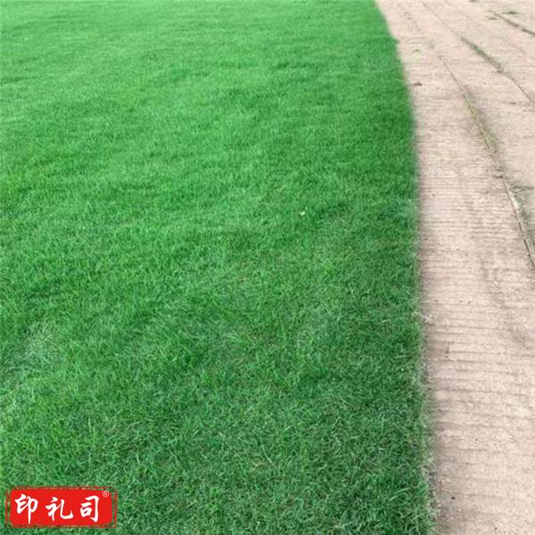 足球场人造草坪