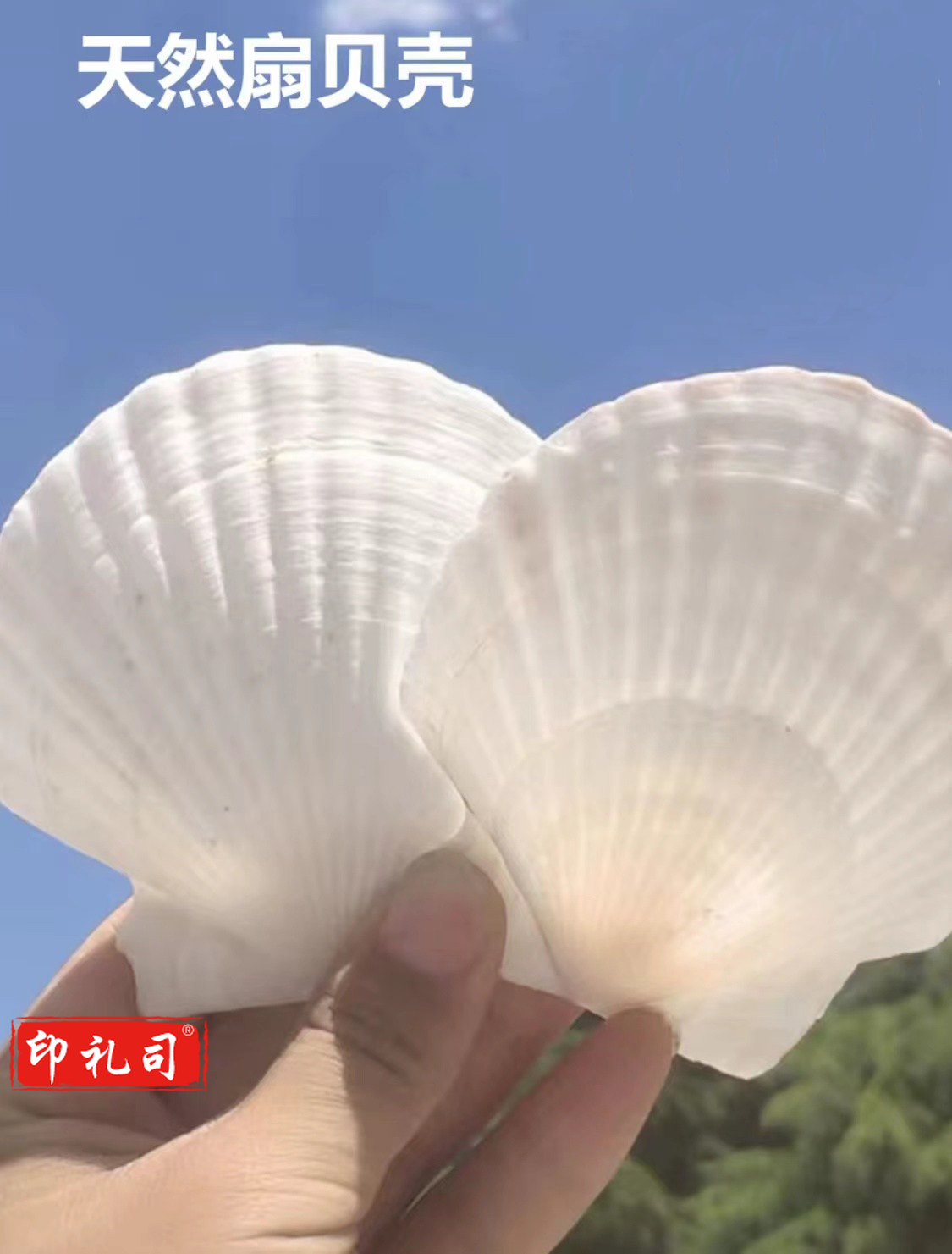天然贝壳手工diy绘画涂鸦白色贝壳(10个/包)